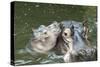 Hippopotamus Adult and Baby in Water-null-Stretched Canvas