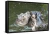 Hippopotamus Adult and Baby in Water-null-Framed Stretched Canvas
