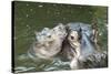 Hippopotamus Adult and Baby in Water-null-Stretched Canvas