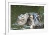 Hippopotamus Adult and Baby in Water-null-Framed Photographic Print