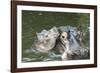 Hippopotamus Adult and Baby in Water-null-Framed Photographic Print