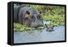 Hippopotamus Adult and Juvenile Heads in Weeds with Young-null-Framed Stretched Canvas