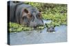 Hippopotamus Adult and Juvenile Heads in Weeds with Young-null-Stretched Canvas