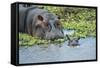 Hippopotamus Adult and Juvenile Heads in Weeds with Young-null-Framed Stretched Canvas