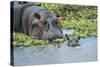 Hippopotamus Adult and Juvenile Heads in Weeds with Young-null-Stretched Canvas