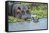 Hippopotamus Adult and Juvenile Heads in Weeds with Young-null-Framed Stretched Canvas