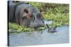 Hippopotamus Adult and Juvenile Heads in Weeds with Young-null-Stretched Canvas