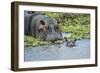 Hippopotamus Adult and Juvenile Heads in Weeds with Young-null-Framed Photographic Print