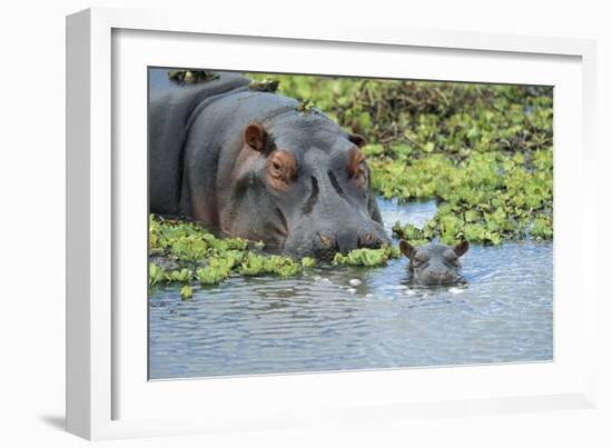 Hippopotamus Adult and Juvenile Heads in Weeds with Young-null-Framed Photographic Print