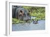 Hippopotamus Adult and Juvenile Heads in Weeds with Young-null-Framed Photographic Print