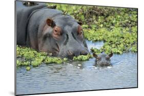 Hippopotamus Adult and Juvenile Heads in Weeds with Young-null-Mounted Photographic Print