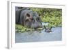 Hippopotamus Adult and Juvenile Heads in Weeds with Young-null-Framed Photographic Print