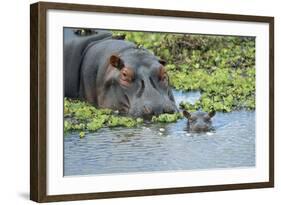 Hippopotamus Adult and Juvenile Heads in Weeds with Young-null-Framed Photographic Print