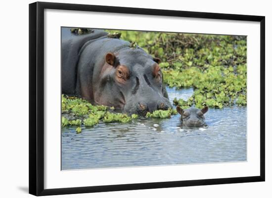 Hippopotamus Adult and Juvenile Heads in Weeds with Young-null-Framed Photographic Print