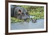 Hippopotamus Adult and Juvenile Heads in Weeds with Young-null-Framed Photographic Print