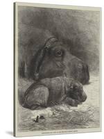 Hippopotamus and Young at the Zoological Society's Gardens-George Bouverie Goddard-Stretched Canvas