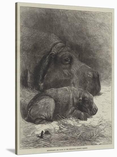 Hippopotamus and Young at the Zoological Society's Gardens-George Bouverie Goddard-Stretched Canvas