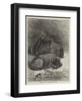 Hippopotamus and Young at the Zoological Society's Gardens-George Bouverie Goddard-Framed Premium Giclee Print