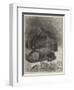 Hippopotamus and Young at the Zoological Society's Gardens-George Bouverie Goddard-Framed Premium Giclee Print