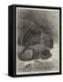 Hippopotamus and Young at the Zoological Society's Gardens-George Bouverie Goddard-Framed Stretched Canvas