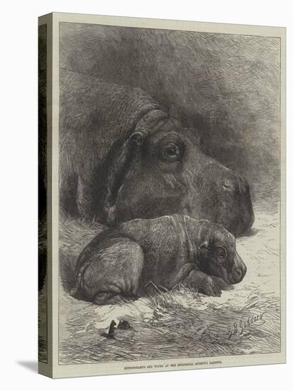 Hippopotamus and Young at the Zoological Society's Gardens-George Bouverie Goddard-Stretched Canvas