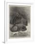 Hippopotamus and Young at the Zoological Society's Gardens-George Bouverie Goddard-Framed Giclee Print