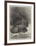 Hippopotamus and Young at the Zoological Society's Gardens-George Bouverie Goddard-Framed Giclee Print