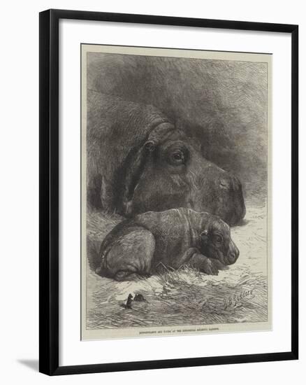 Hippopotamus and Young at the Zoological Society's Gardens-George Bouverie Goddard-Framed Giclee Print