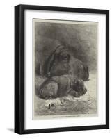 Hippopotamus and Young at the Zoological Society's Gardens-George Bouverie Goddard-Framed Giclee Print