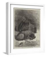 Hippopotamus and Young at the Zoological Society's Gardens-George Bouverie Goddard-Framed Giclee Print