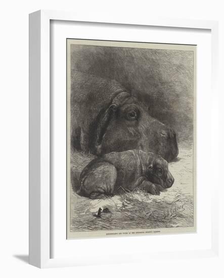 Hippopotamus and Young at the Zoological Society's Gardens-George Bouverie Goddard-Framed Giclee Print