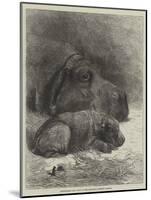 Hippopotamus and Young at the Zoological Society's Gardens-George Bouverie Goddard-Mounted Giclee Print