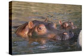 Hippopotamus and Young Cooling in Fresh Water-DLILLC-Stretched Canvas