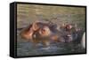 Hippopotamus and Young Cooling in Fresh Water-DLILLC-Framed Stretched Canvas