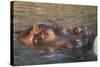 Hippopotamus and Young Cooling in Fresh Water-DLILLC-Stretched Canvas