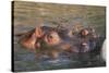 Hippopotamus and Young Cooling in Fresh Water-DLILLC-Stretched Canvas