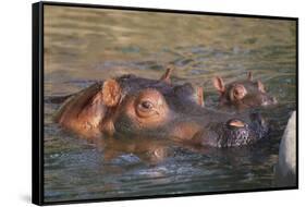 Hippopotamus and Young Cooling in Fresh Water-DLILLC-Framed Stretched Canvas