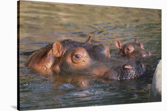 Hippopotamus and Young Cooling in Fresh Water-DLILLC-Stretched Canvas