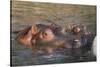 Hippopotamus and Young Cooling in Fresh Water-DLILLC-Stretched Canvas