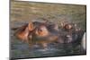 Hippopotamus and Young Cooling in Fresh Water-DLILLC-Mounted Premium Photographic Print