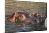 Hippopotamus and Young Cooling in Fresh Water-DLILLC-Mounted Photographic Print