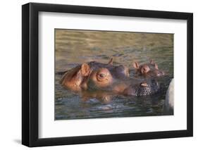 Hippopotamus and Young Cooling in Fresh Water-DLILLC-Framed Photographic Print