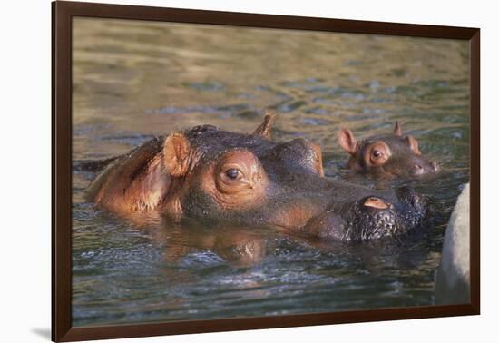 Hippopotamus and Young Cooling in Fresh Water-DLILLC-Framed Photographic Print