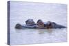 Hippopotamus and Young in the Water-DLILLC-Stretched Canvas