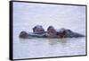 Hippopotamus and Young in the Water-DLILLC-Framed Stretched Canvas