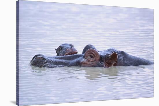 Hippopotamus and Young in the Water-DLILLC-Stretched Canvas