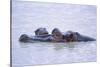 Hippopotamus and Young in the Water-DLILLC-Stretched Canvas