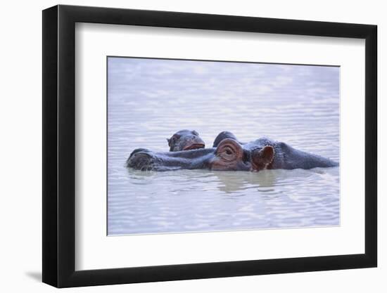 Hippopotamus and Young in the Water-DLILLC-Framed Premium Photographic Print