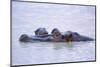 Hippopotamus and Young in the Water-DLILLC-Mounted Premium Photographic Print