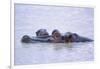 Hippopotamus and Young in the Water-DLILLC-Framed Photographic Print